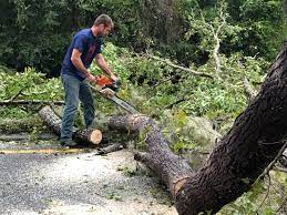 Leaf Removal in Hialeah, FL