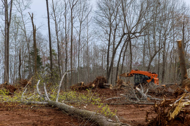 Best Firewood Processing and Delivery  in Hialeah, FL