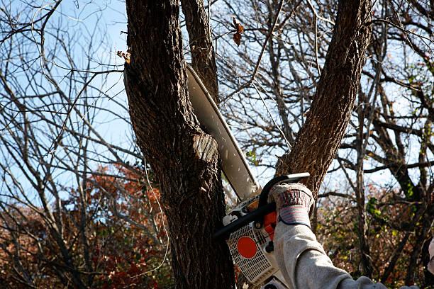 How Our Tree Care Process Works  in  Hialeah, FL