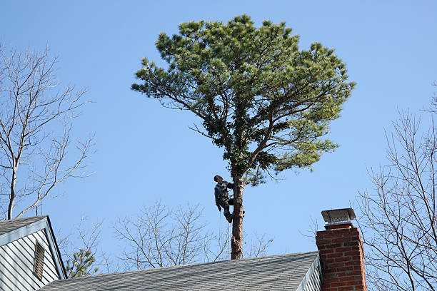 Best Tree Maintenance Programs  in Hialeah, FL