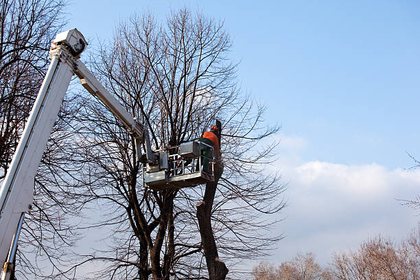 Best Tree Disease Treatment  in Hialeah, FL