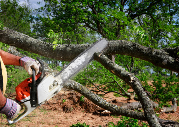 Best Tree Mulching  in Hialeah, FL